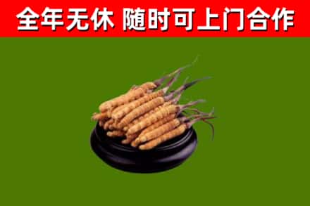 习水回收散虫草